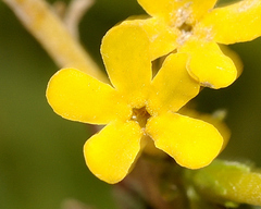 Lithospermum strictum