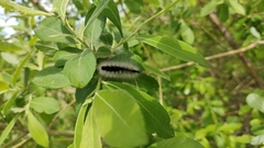 Calliteara fascelina