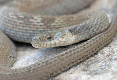 Nerodia sipedon insularum