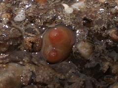 Dendrodoa grossularia