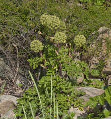 Angelica archangelica litoralis