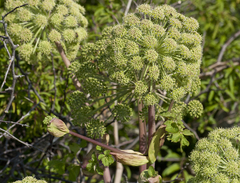 Angelica archangelica litoralis