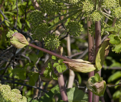 Angelica archangelica litoralis