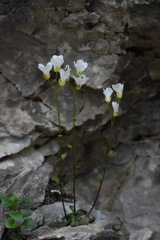 Arabis stellulata