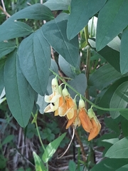 Lathyrus laevigatus occidentalis
