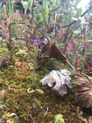 Pinguicula villosa
