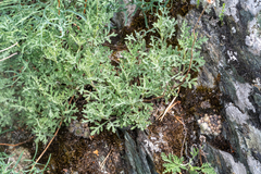 Chrysanthemum sinuatum