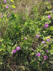 Malva thuringiaca