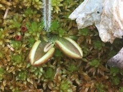 Pinguicula villosa