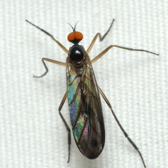 Rhamphomyia longicauda