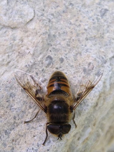 Dron pršilica (Eristalis tenax)