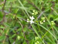 Galium pumilum
