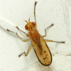 Tetanocera plebeja