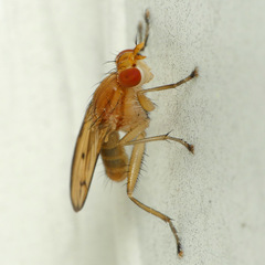 Tetanocera plebeja
