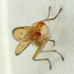 Tetanocera plebeja