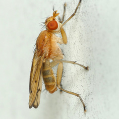 Tetanocera plebeja