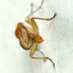 Tetanocera plebeja