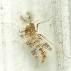 Psectrotanypus dyari