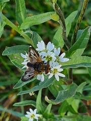 Ectophasia crassipennis