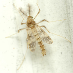 Psectrotanypus dyari