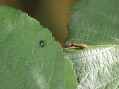 Denticollis linearis