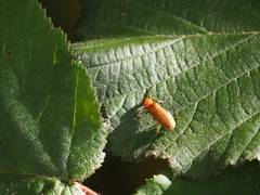 Denticollis linearis
