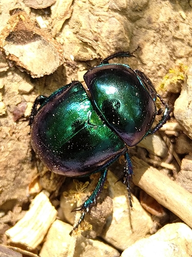 lajniak hladký (Trypocopris vernalis)