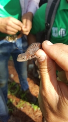 Sceloporus variabilis olloporus