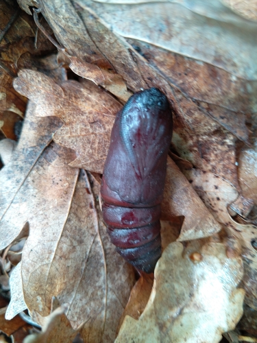 Ljiljci (Sphingidae)