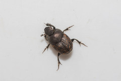 Onthophagus fracticornis