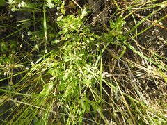 Spiraea hypericifolia