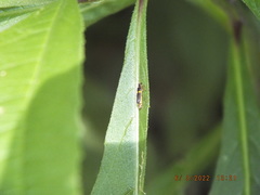 Trypherus frisoni