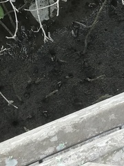 Minuca longisignalis