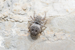 Attulus atricapillus