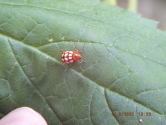 Cryptocephalus guttulatus