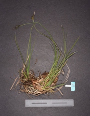Carex stylosa