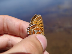 Boloria eunomia
