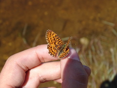 Boloria eunomia