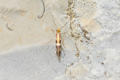 Micropterix schaefferi