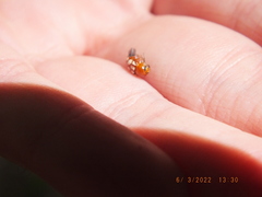 Cryptocephalus guttulatus