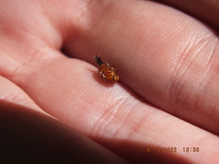 Cryptocephalus guttulatus