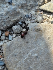 Cataglyphis nodus