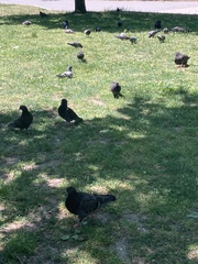 Columba livia domestica