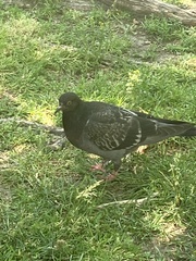 Columba livia domestica
