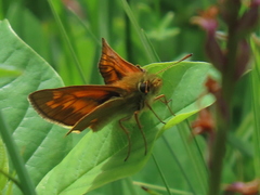 Ochlodes sylvanus