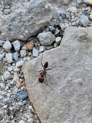 Cataglyphis nodus
