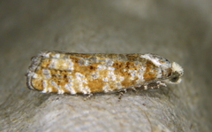 Eucopina