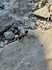 Cataglyphis nodus