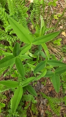 Trifolium montanum