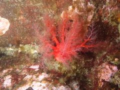 Psolus chitonoides